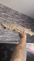 Shark dog fish